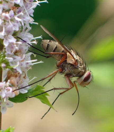 Prosena siberita